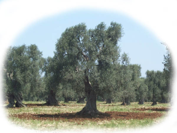 Olivenbäume - Die Könige des Landes