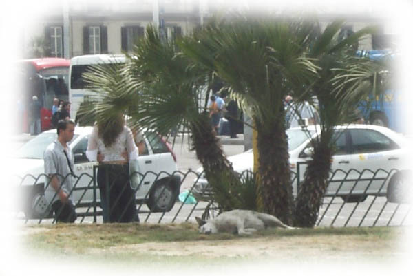 Hunde-Schläferchen am Hauptbahnhof